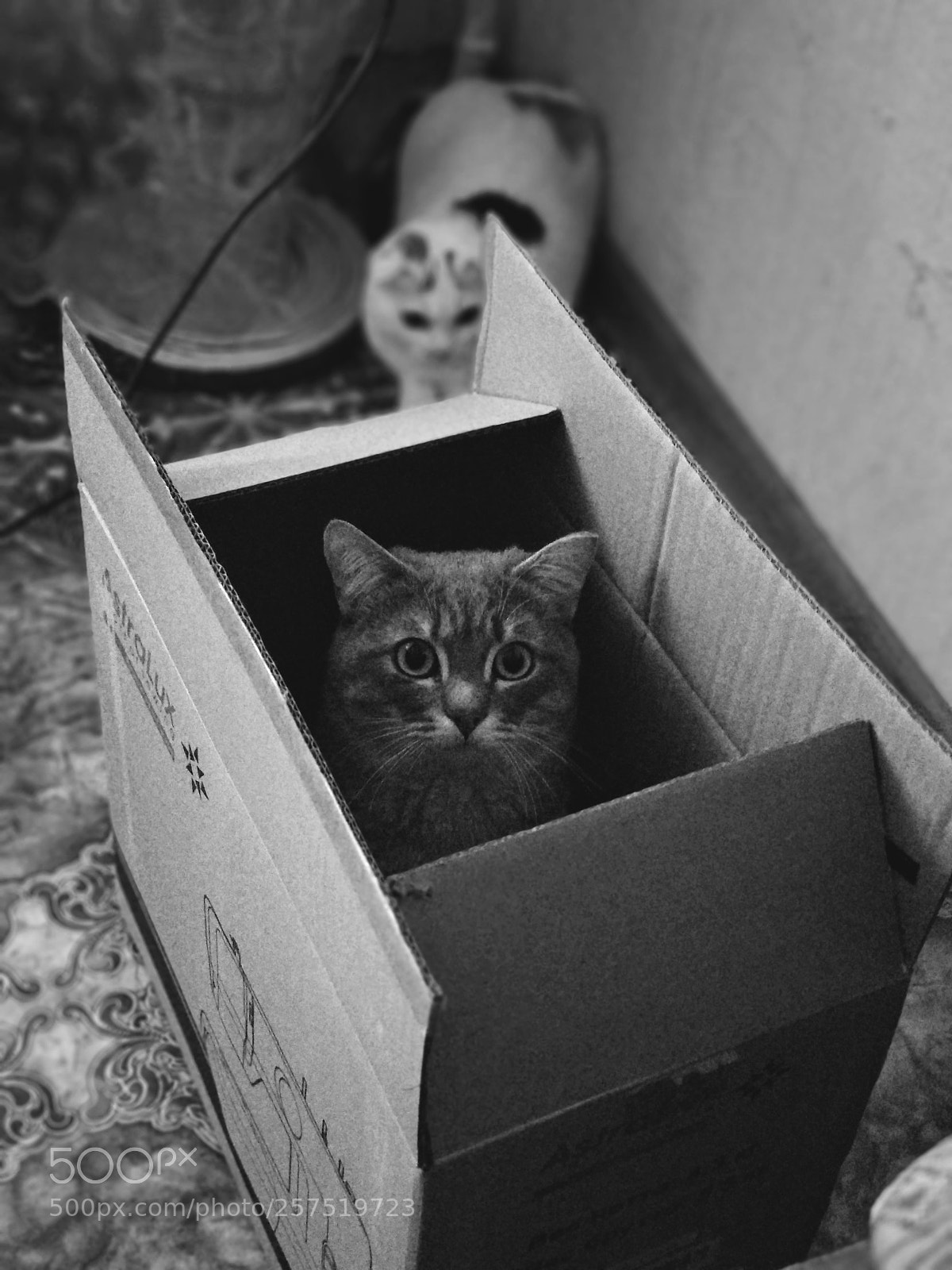 Xiaomi Mi A1 sample photo. Untitled photography
