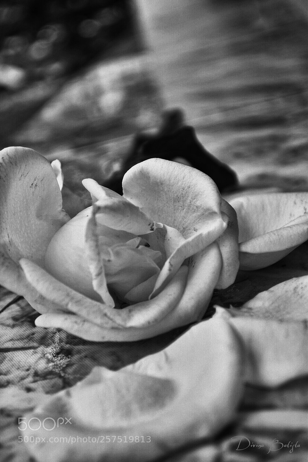 Nikon D5500 sample photo. Absence/ slow death photography