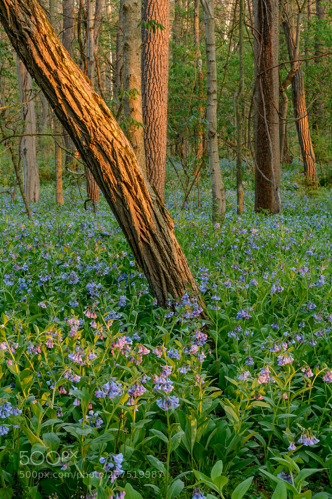 Nikon D7100 sample photo. Morning bluebells photography