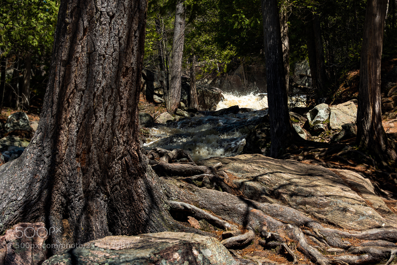 Nikon D810 sample photo. The path photography