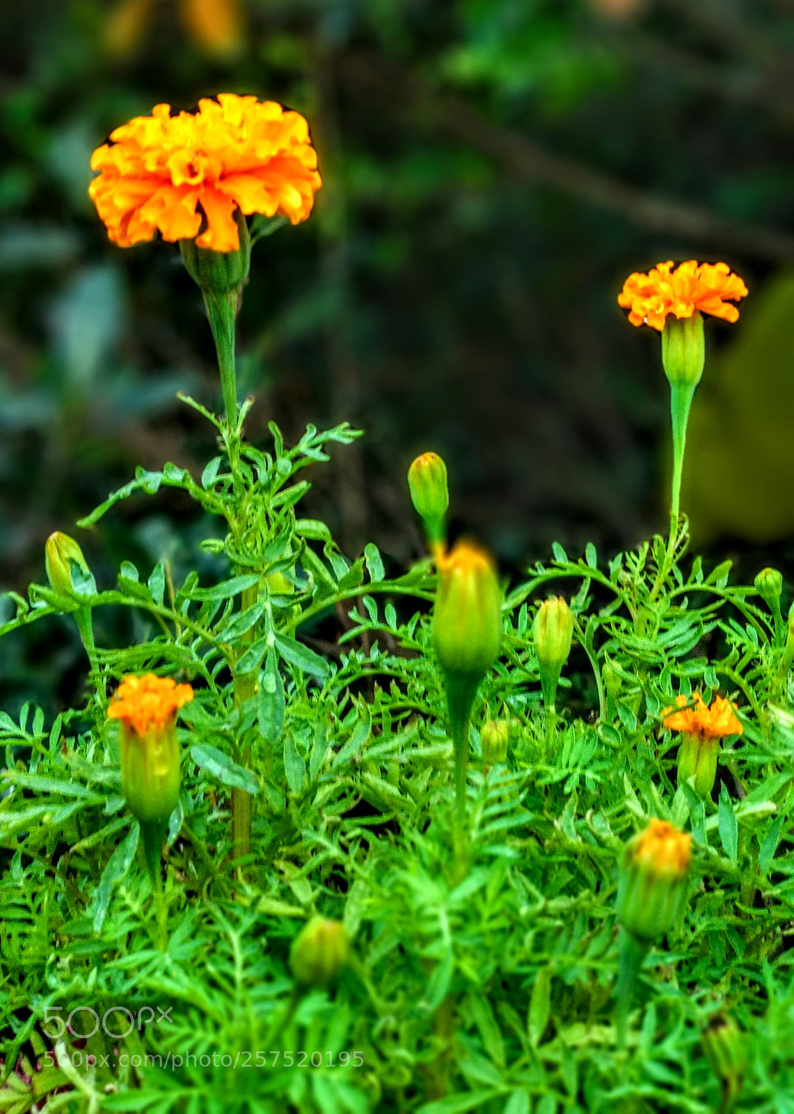 Xiaomi Mi A1 sample photo. Yellow bloom photography