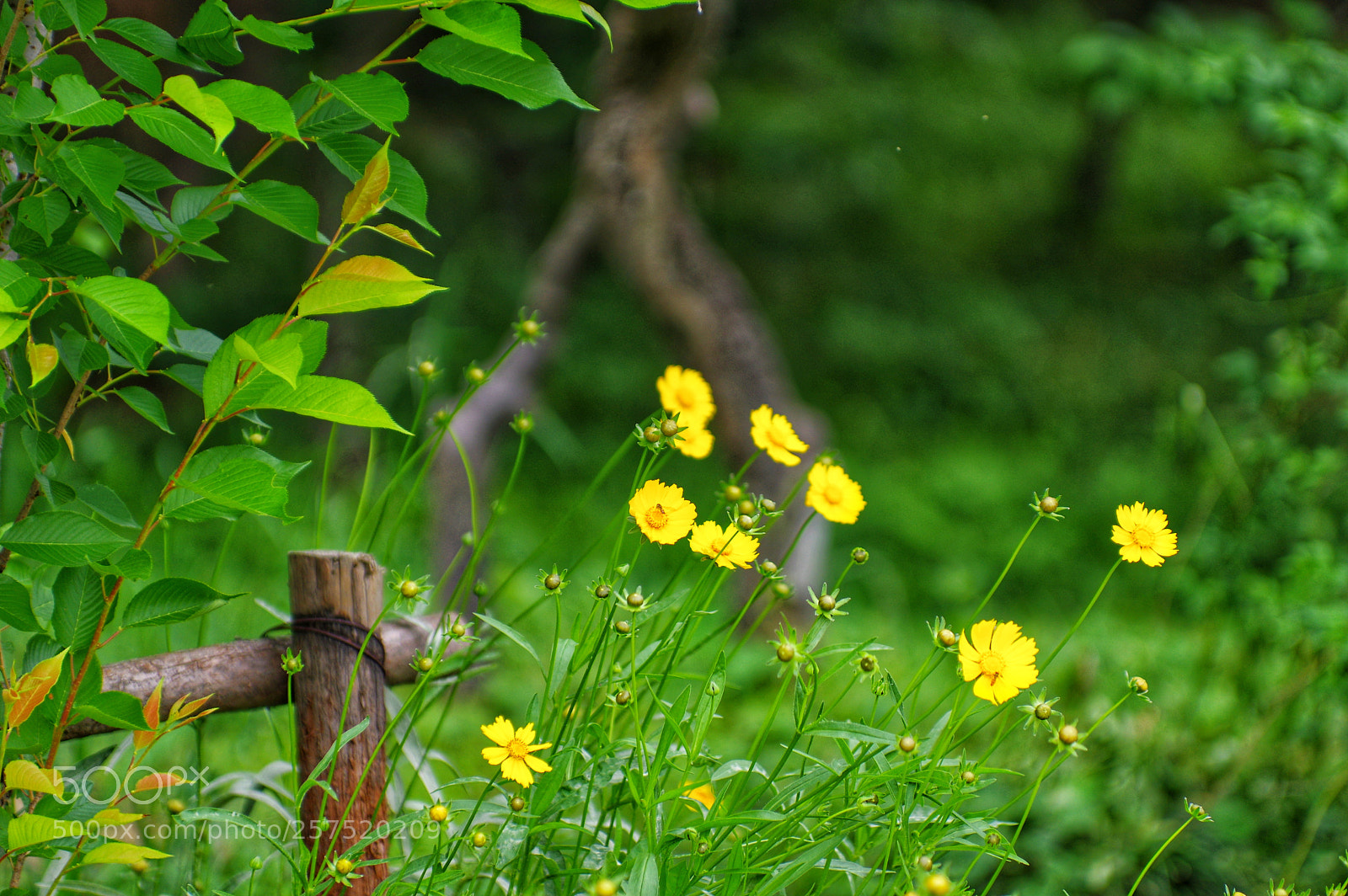 Pentax K-3 II sample photo. Untitled photography