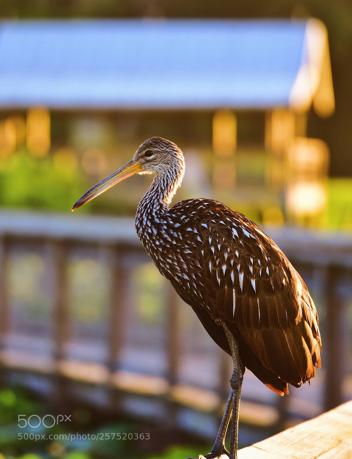 Nikon D750 sample photo. Just after the sunrise photography