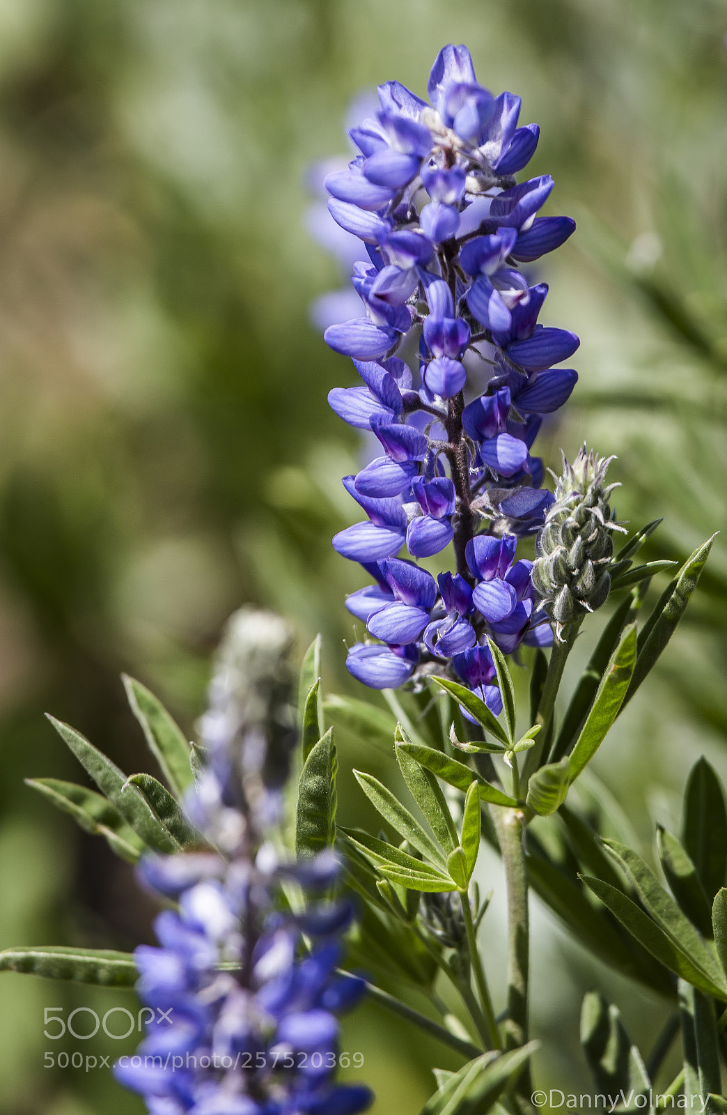 Canon EOS 6D sample photo. Flower photography
