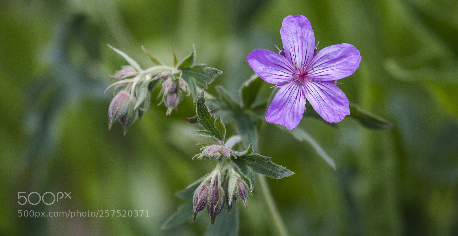 Canon EOS 6D sample photo. Flower photography
