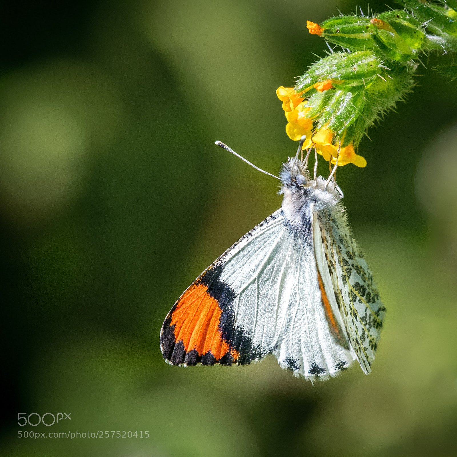 Nikon D500 sample photo. Sara orangetip male photography