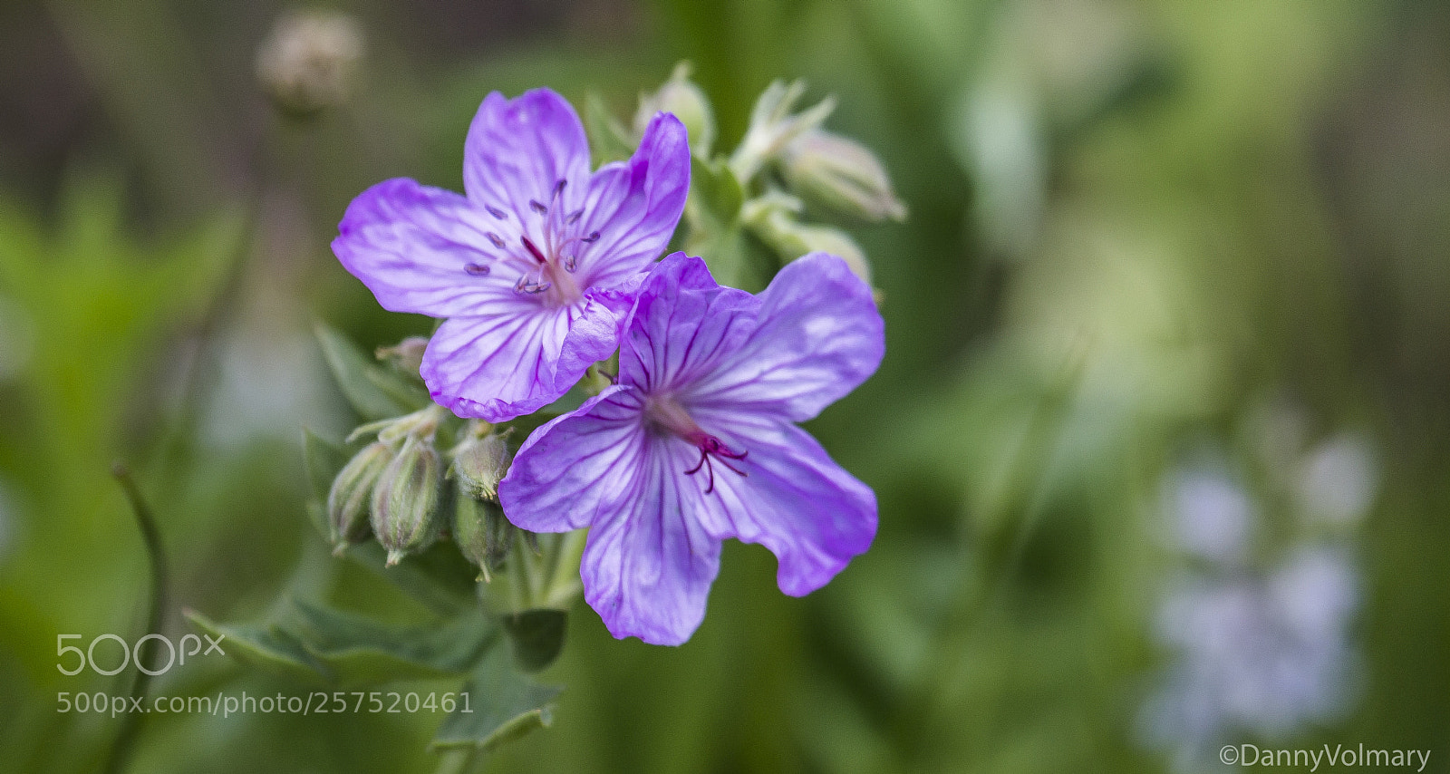 Canon EOS 6D sample photo. Flower photography