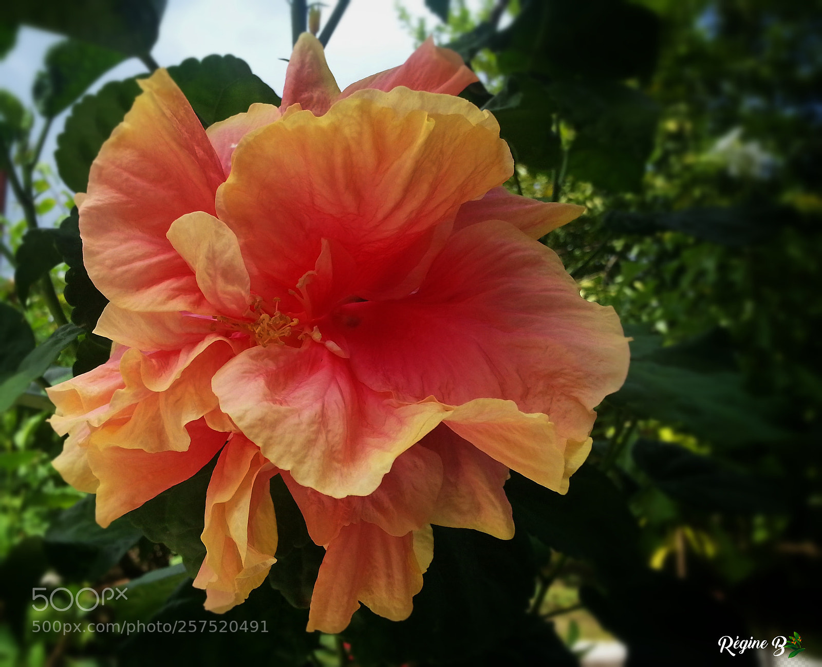 Samsung Galaxy S3 sample photo. The queen lady photography