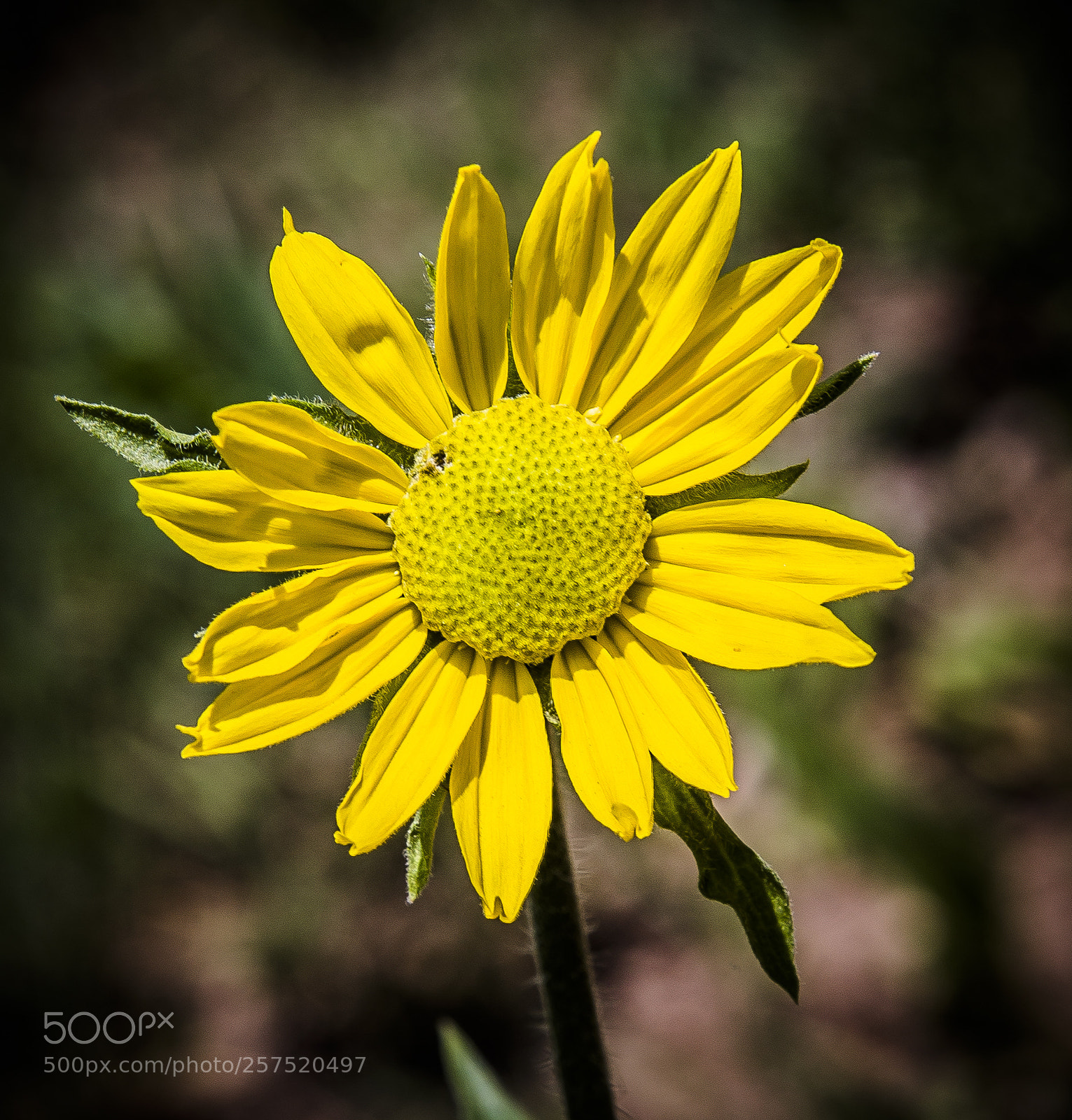Canon EOS 6D sample photo. Flower photography