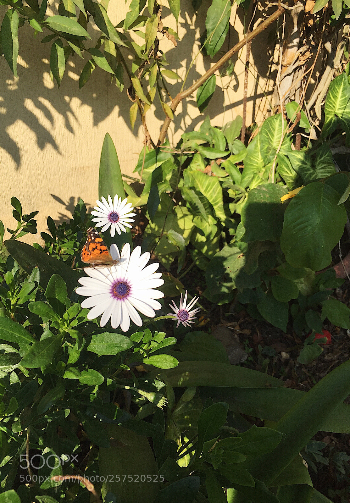 Apple iPhone 6 sample photo. Untitled photography