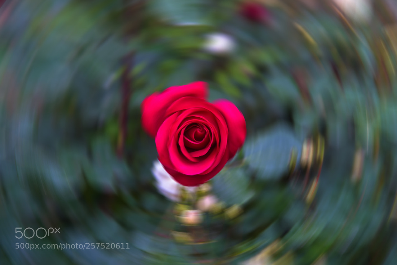 Nikon D810 sample photo. Rose photography
