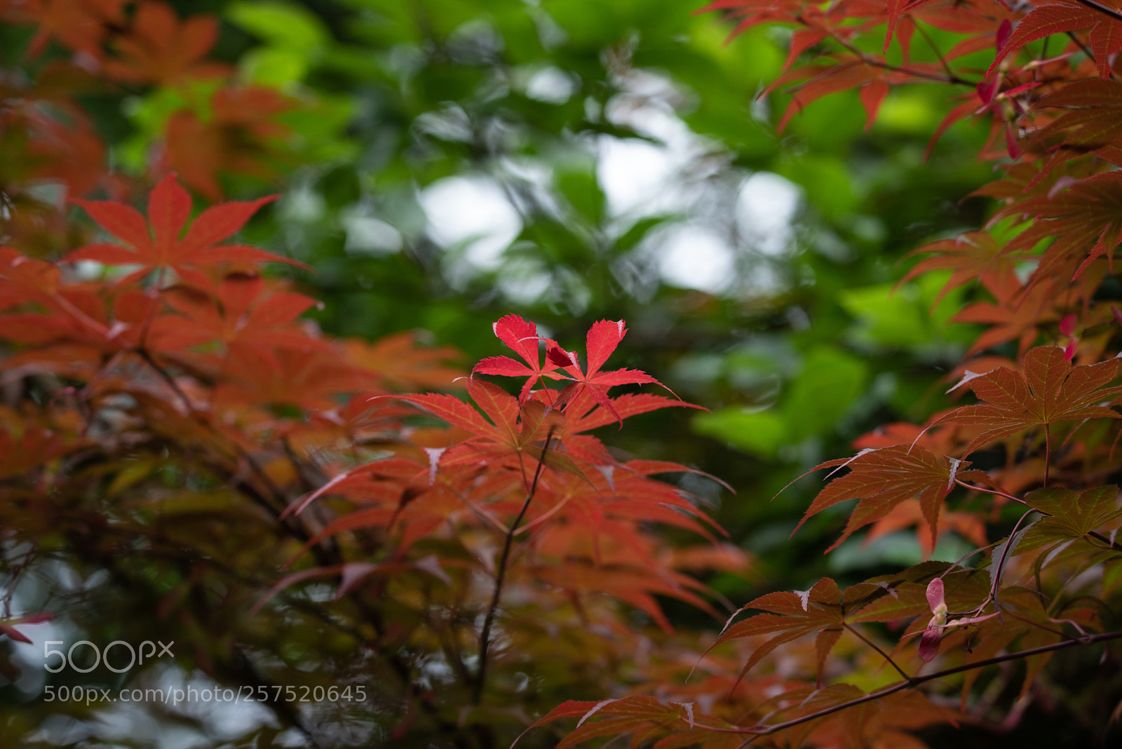 Nikon D750 sample photo. Untitled photography