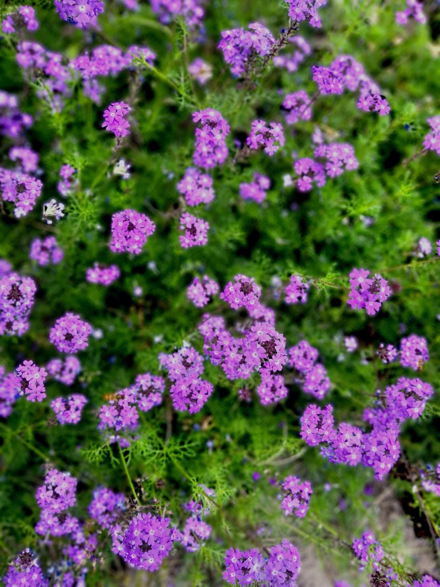 HUAWEI Honor 10 sample photo. Flowers photography