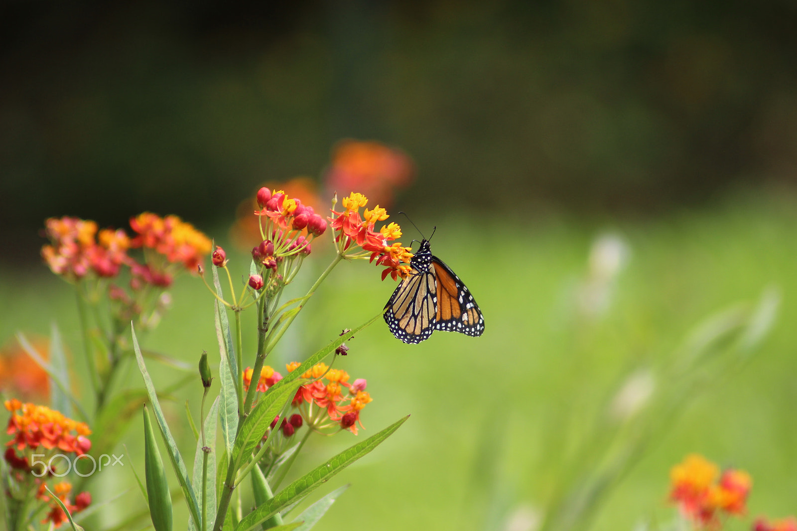 Canon EOS 700D (EOS Rebel T5i / EOS Kiss X7i) sample photo. Beautiful butterfly. photography