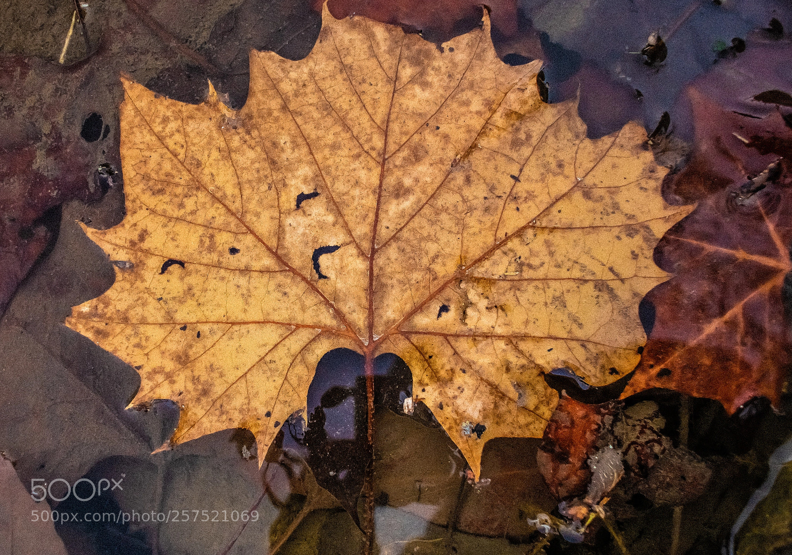 Nikon 1 J5 sample photo. Leaf under ice photography