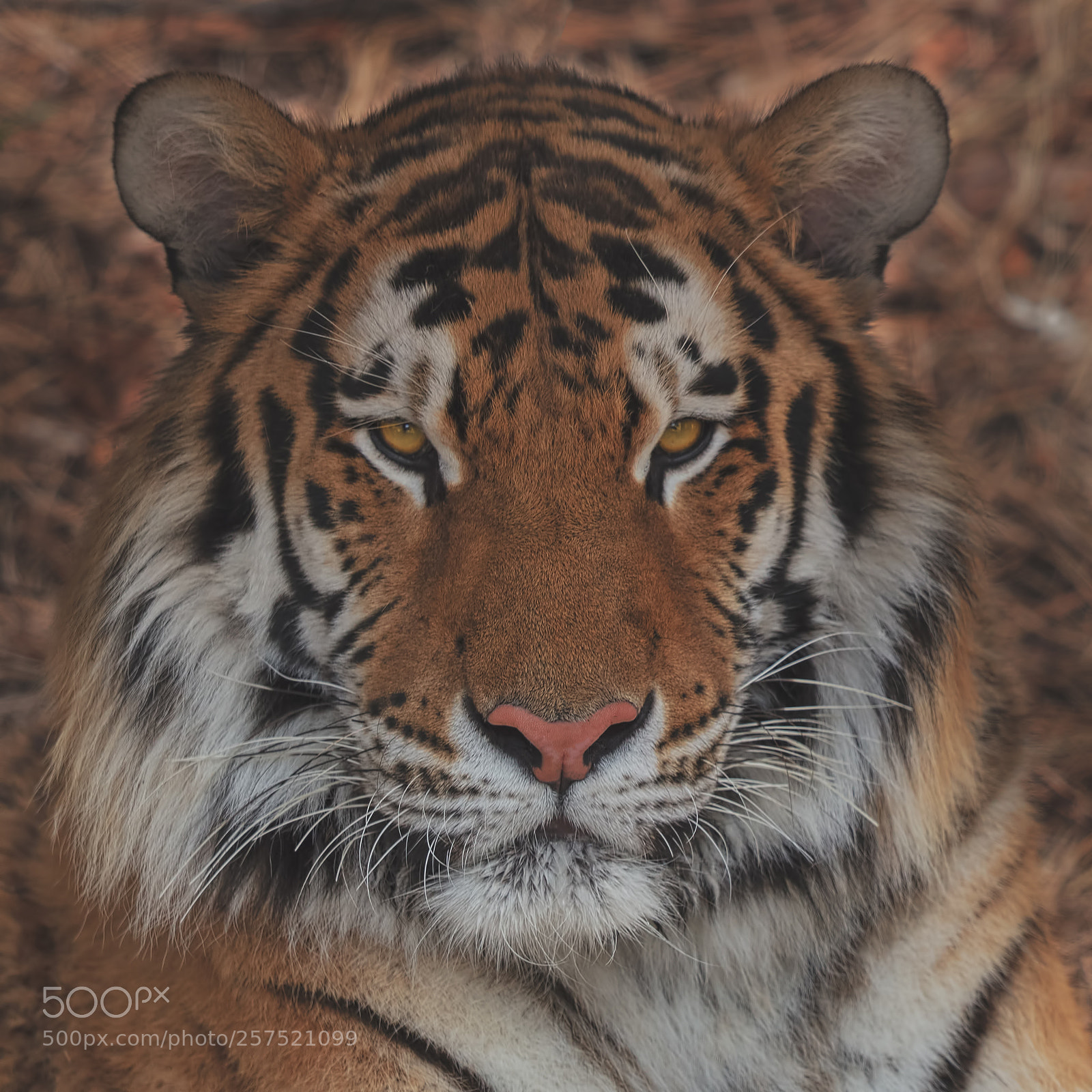 Canon EOS 5DS sample photo. Tiger photography