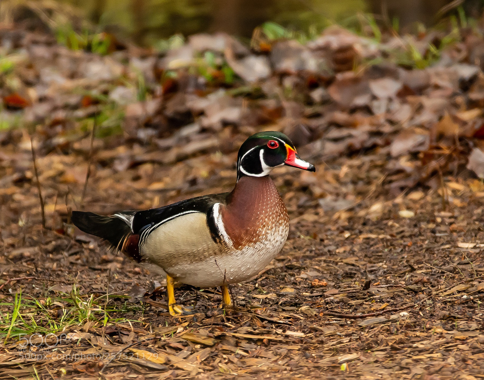 Nikon D7100 sample photo. The drake . . . photography