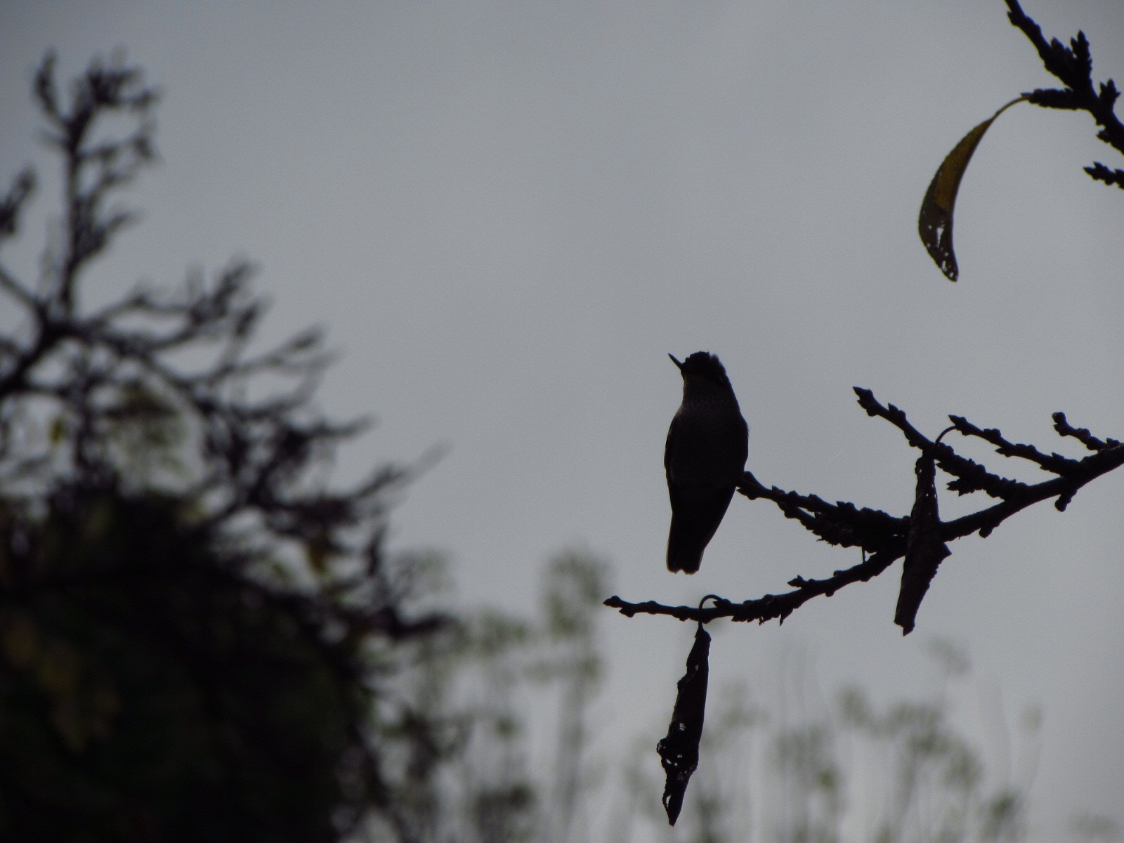 Canon PowerShot SX510 HS sample photo. Hummingbird photography