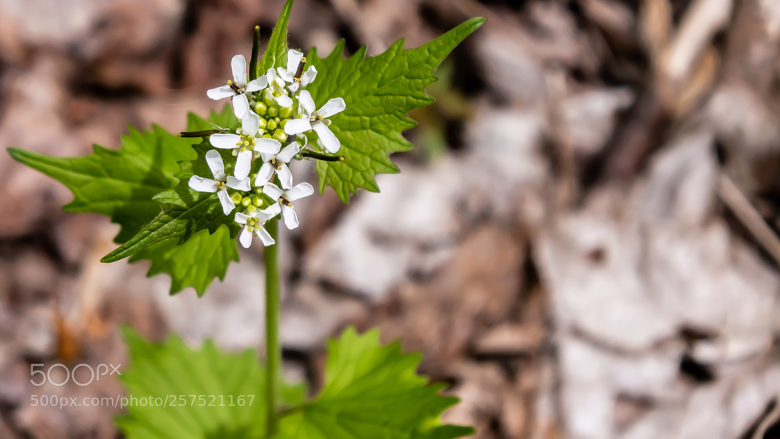 Nikon 1 J5 sample photo. Spring photography