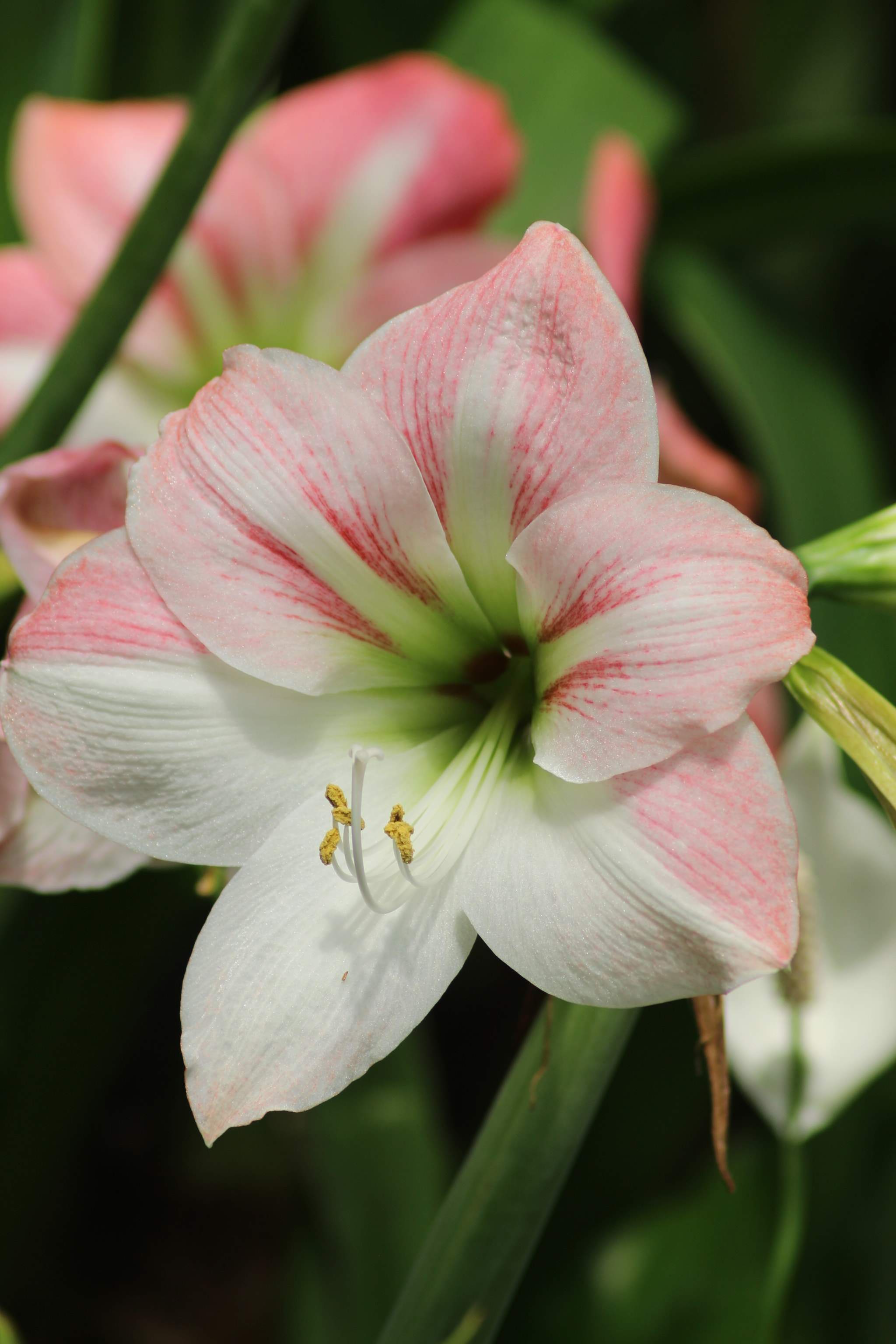 Canon EOS 700D (EOS Rebel T5i / EOS Kiss X7i) sample photo. Summer spring. photography