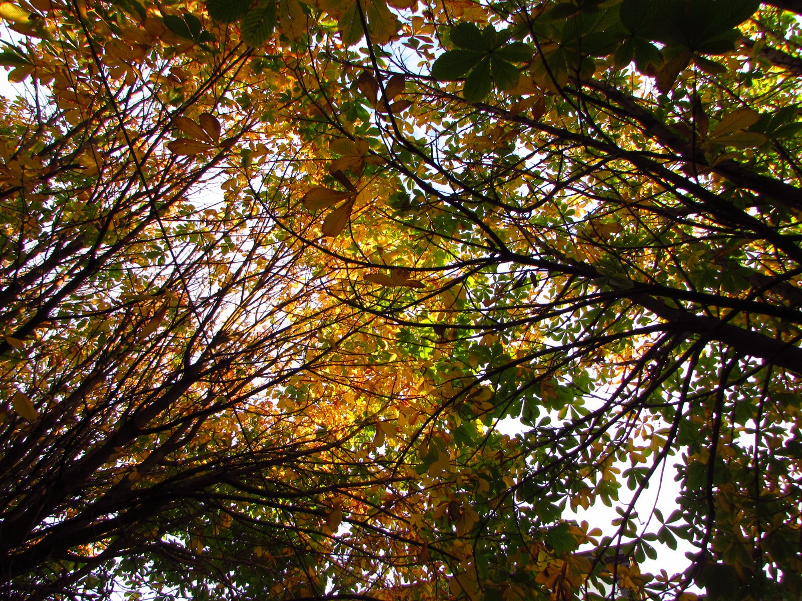 Canon PowerShot SX510 HS sample photo. Autumn photography