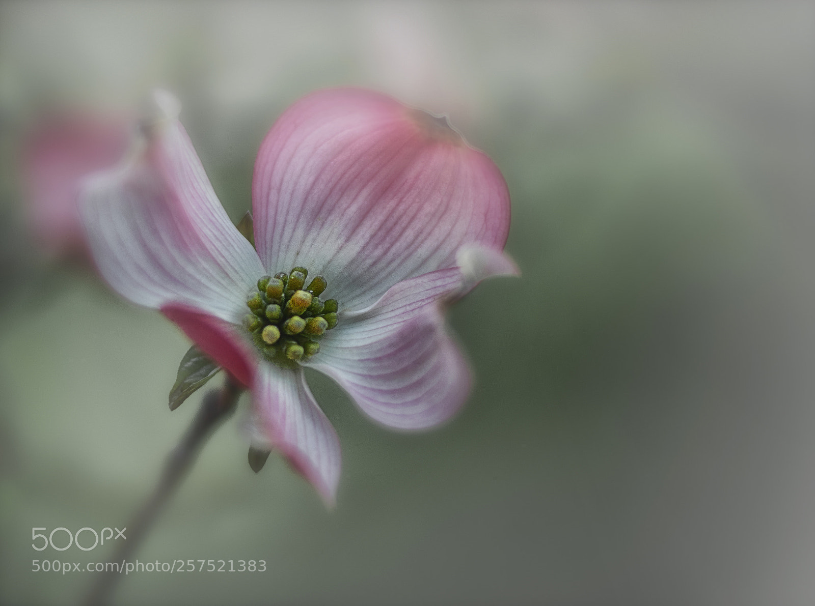 Canon EOS 800D (EOS Rebel T7i / EOS Kiss X9i) sample photo. Dogwood blossom ii photography