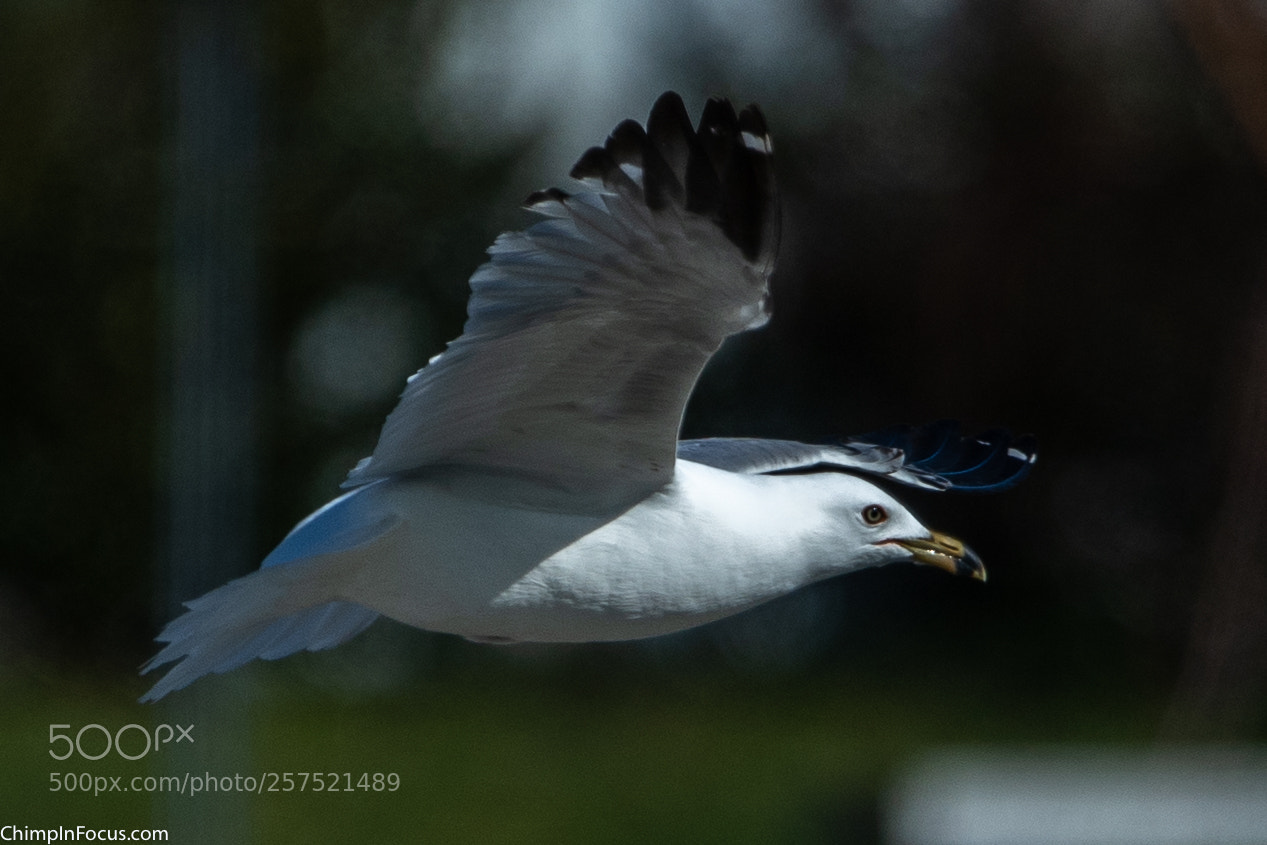 Nikon D500 sample photo. Gull in flight-01 photography