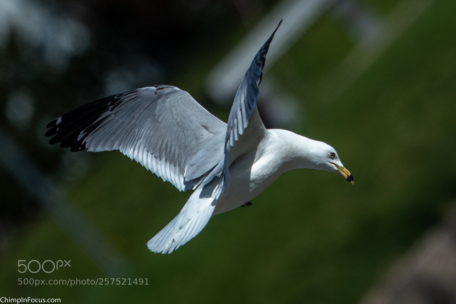 Nikon D500 sample photo. Gull in flight-07 photography