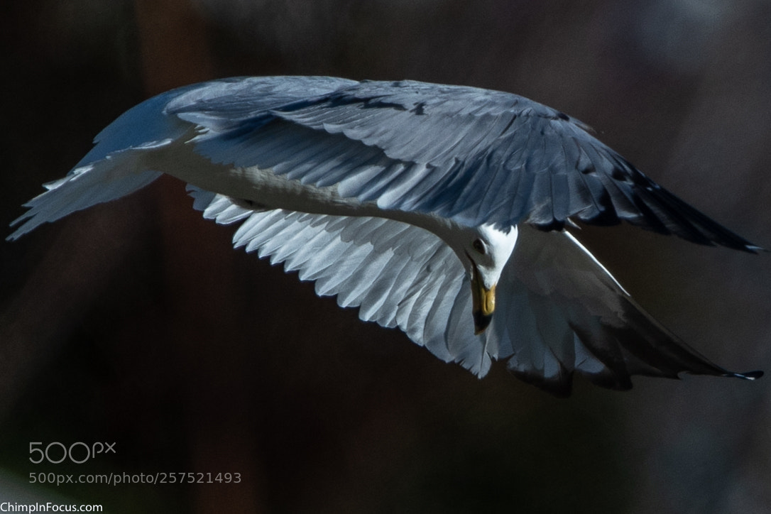 Nikon D500 sample photo. Gull in flight-03 photography