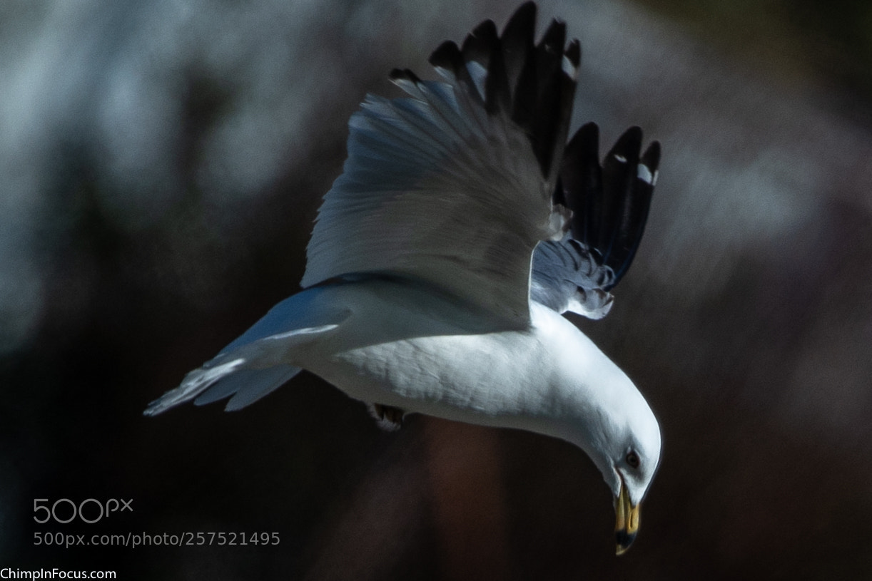 Nikon D500 sample photo. Gull in flight-04 photography
