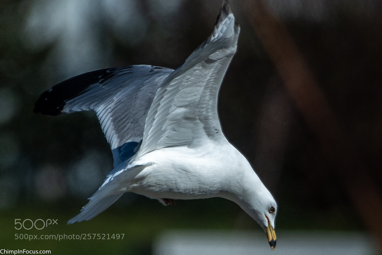 Nikon D500 sample photo. Gull in flight-06 photography