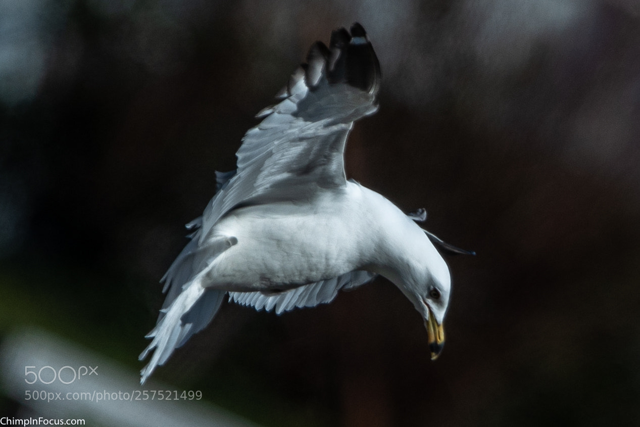 Nikon D500 sample photo. Gull in flight-02 photography