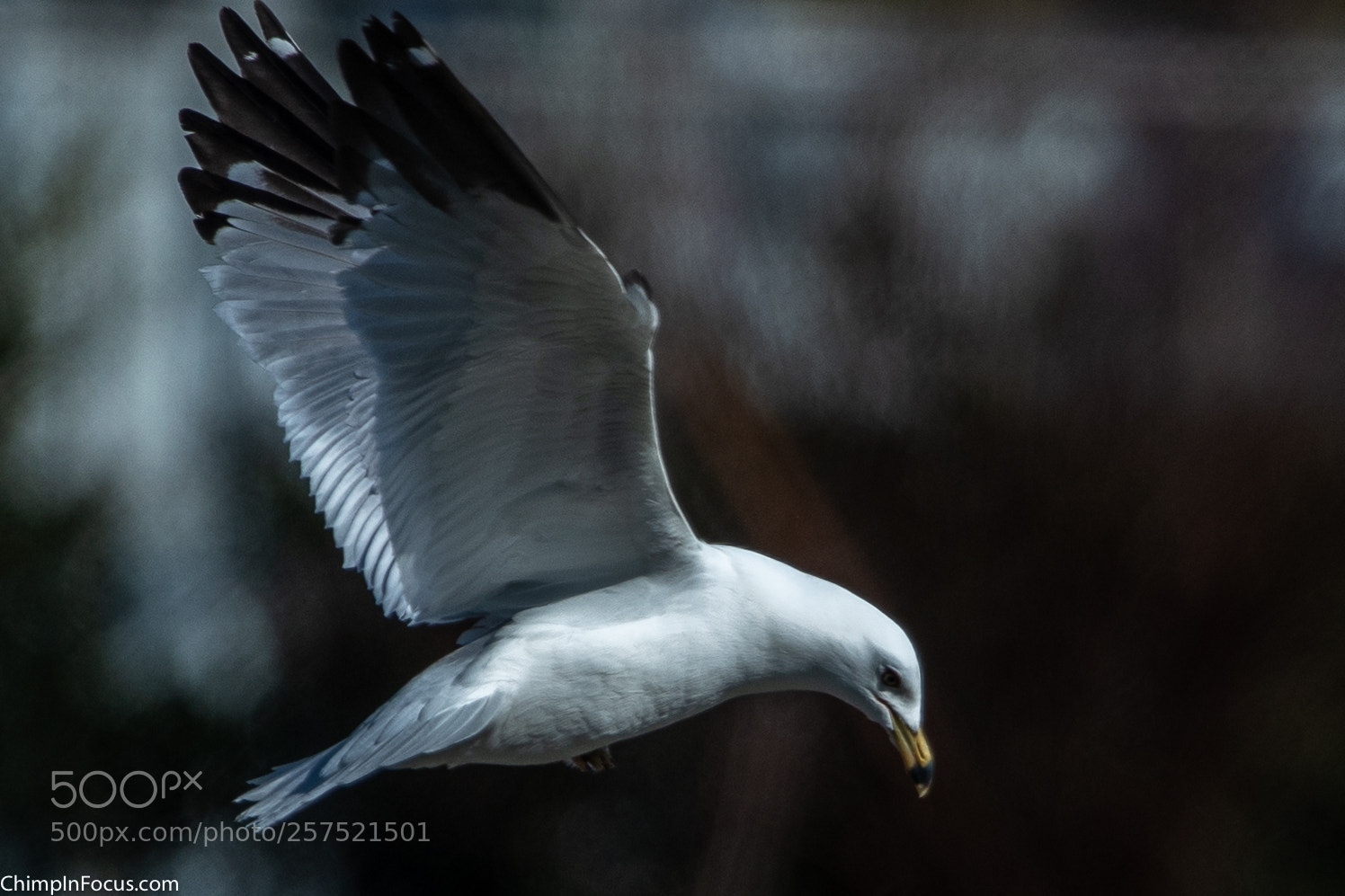 Nikon D500 sample photo. Gull in flight-05 photography