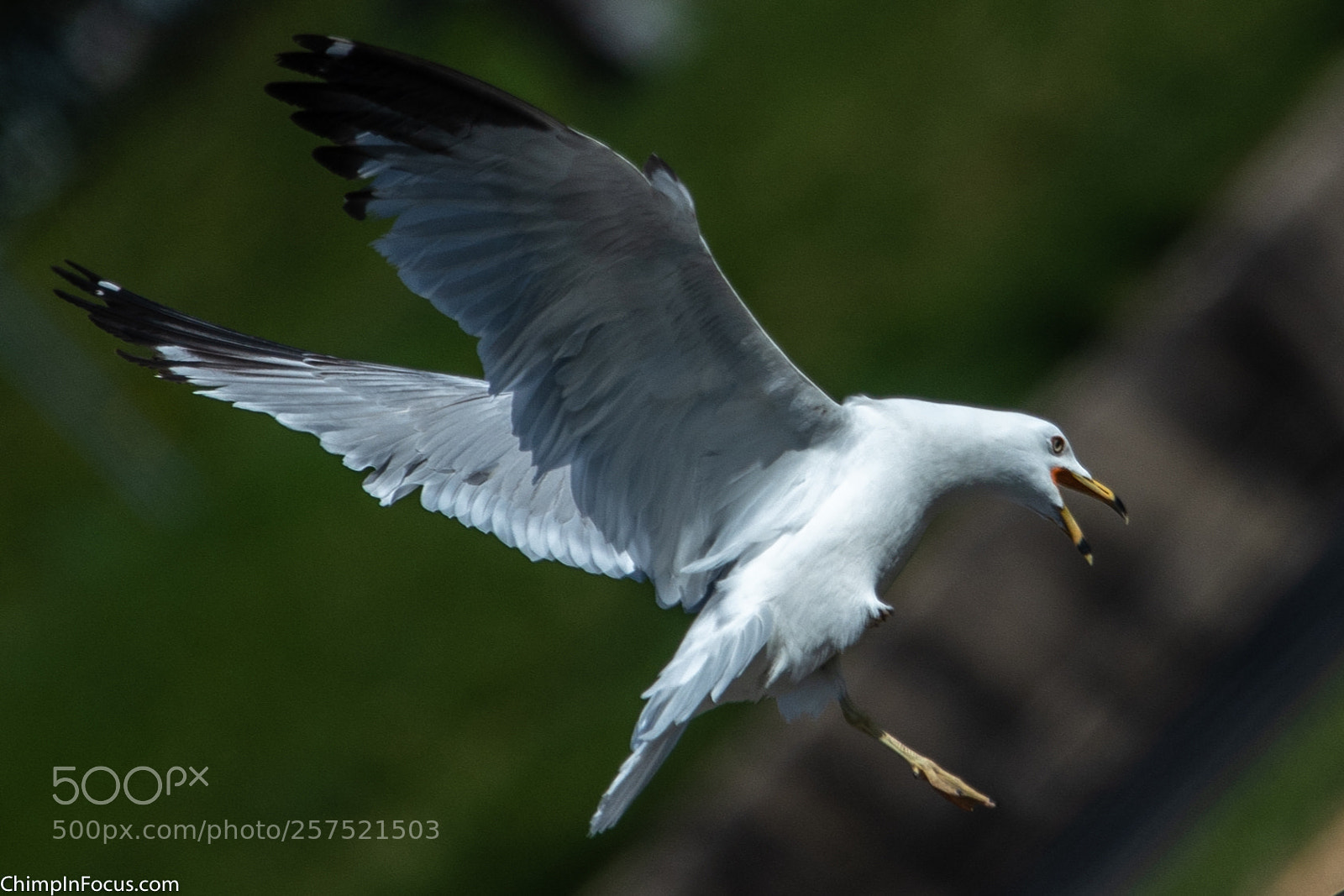 Nikon D500 sample photo. Gull in flight-08 photography
