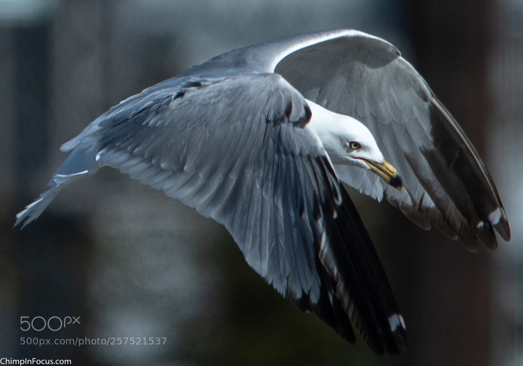 Nikon D500 sample photo. Gull in flight-09 photography