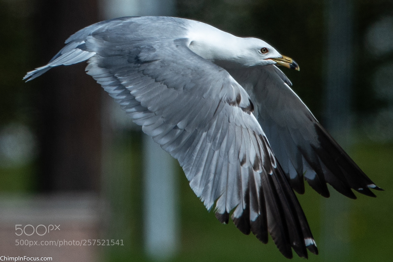Nikon D500 sample photo. Gull in flight-10 photography