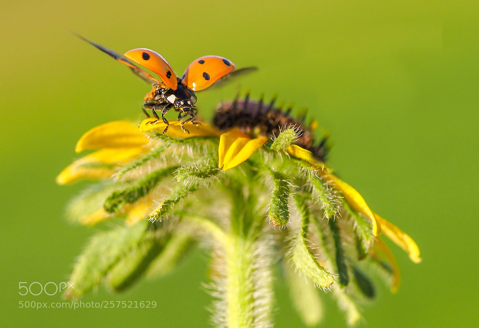 Olympus OM-D E-M1 Mark II sample photo. Ladybug photography