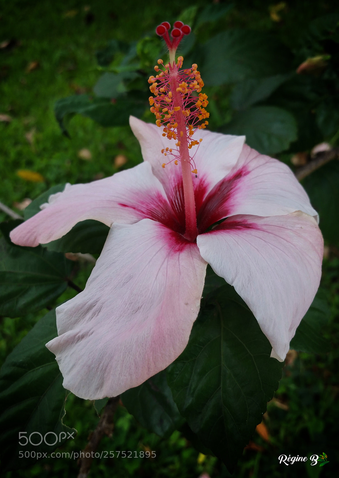 Samsung Galaxy Note4 sample photo. And lady pink photography