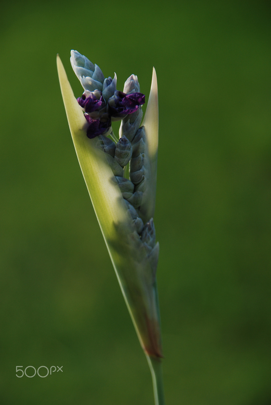 Sigma 18-200mm F3.5-6.3 DC OS HSM sample photo. 再力花——之一 photography