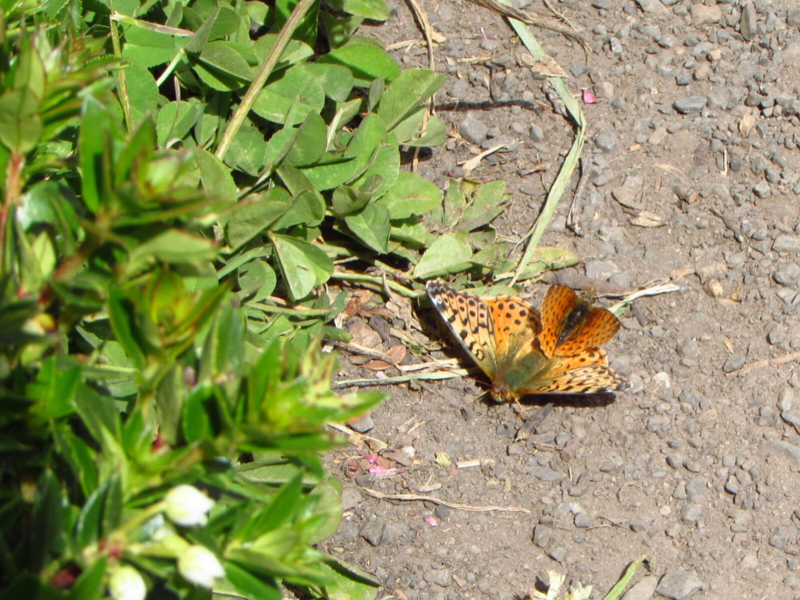 Canon PowerShot SX510 HS sample photo. Butterflies photography