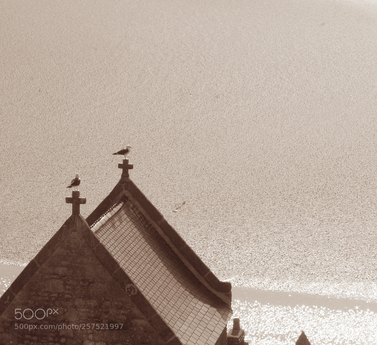Canon EOS 20D sample photo. Birds sepia photography