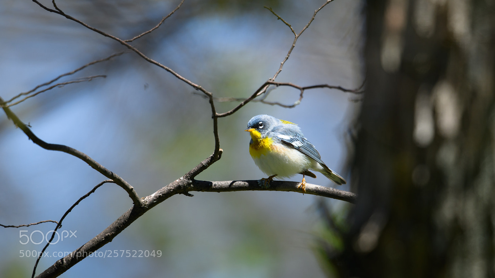 Nikon D850 sample photo. Northern parula in the photography