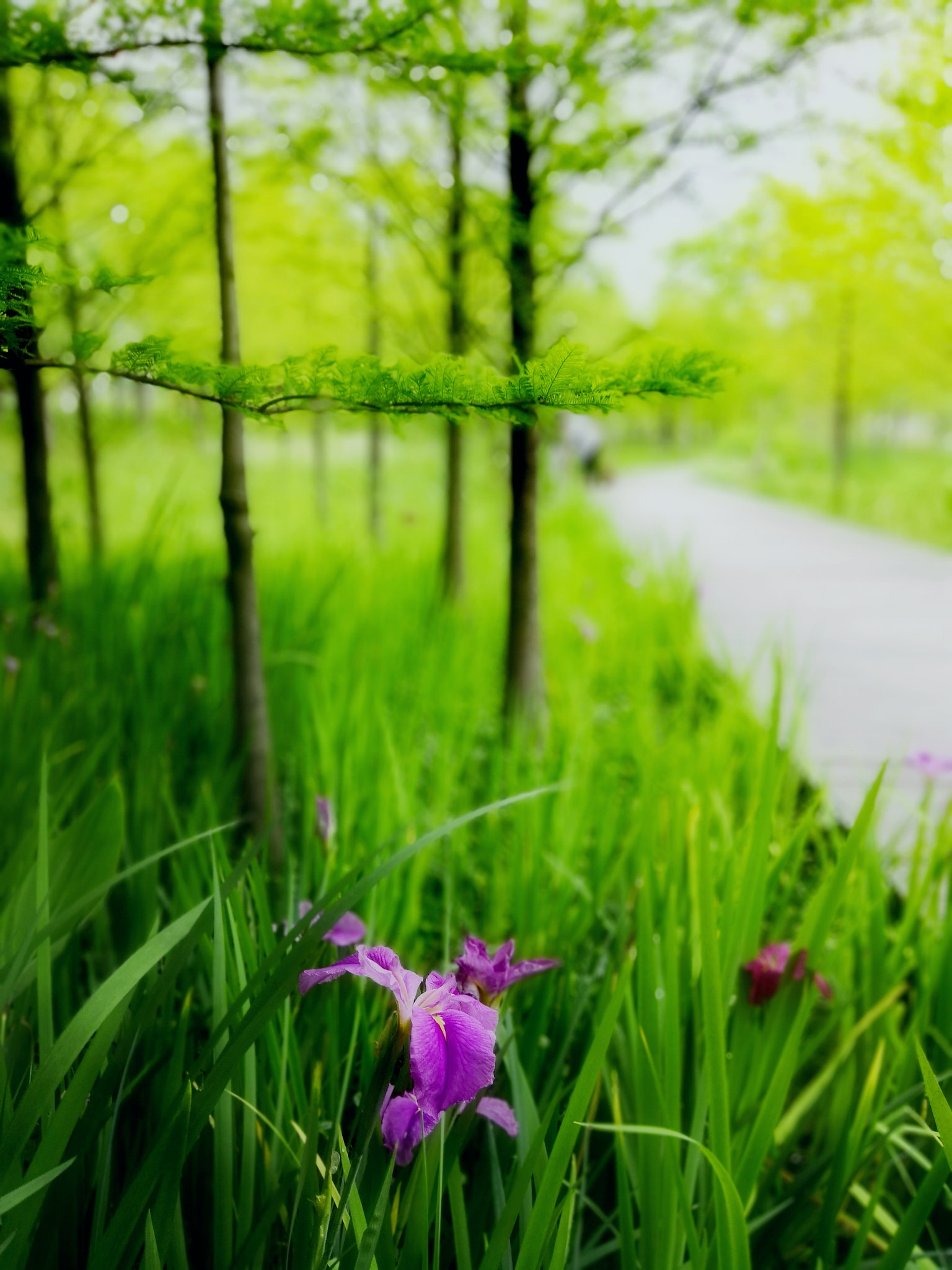 HUAWEI Honor 10 sample photo. Flower & small path at riverside photography