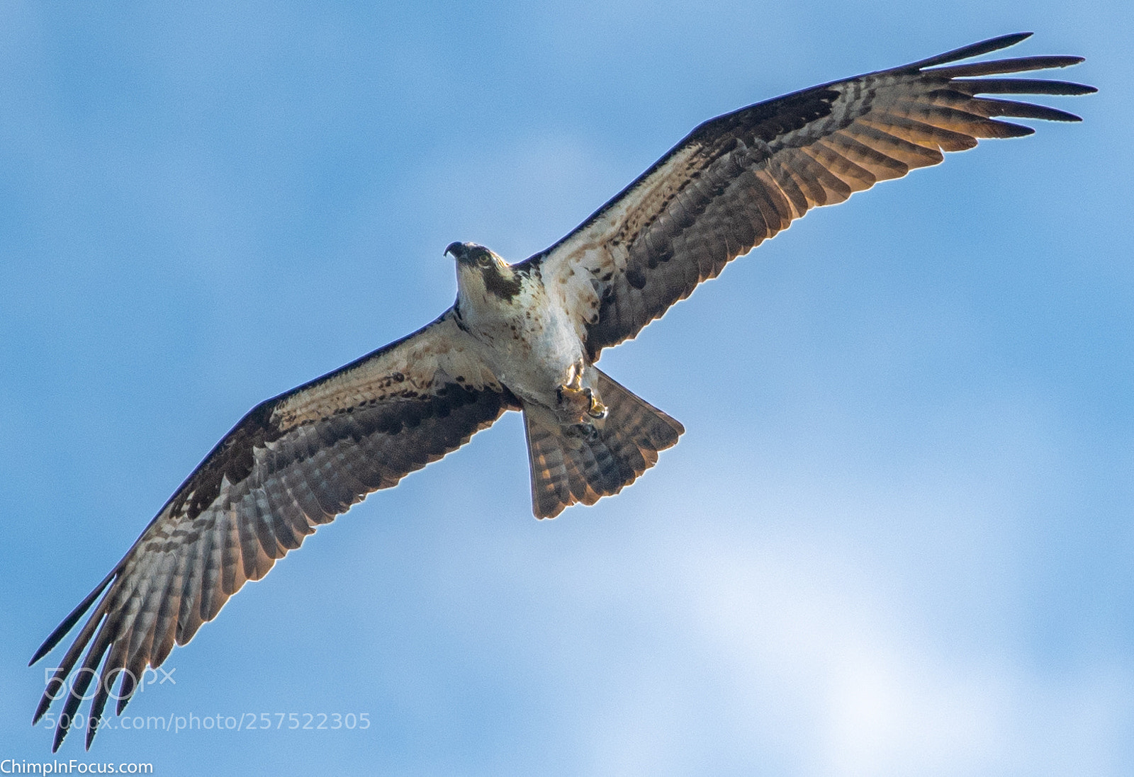 Nikon D500 sample photo. Hawk in flight photography