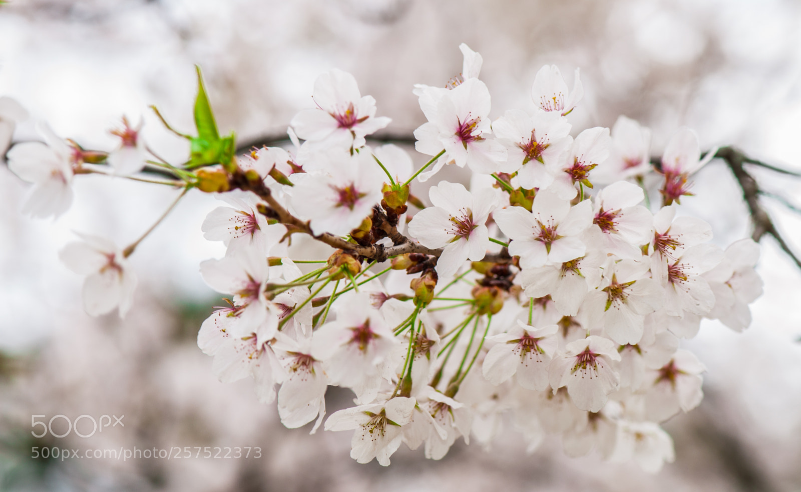 Nikon D5000 sample photo. Cherry blossom - 2018 photography