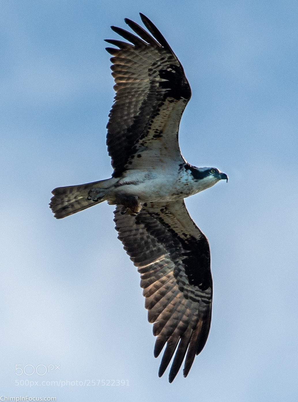 Nikon D500 sample photo. Hawk in flight-02 photography