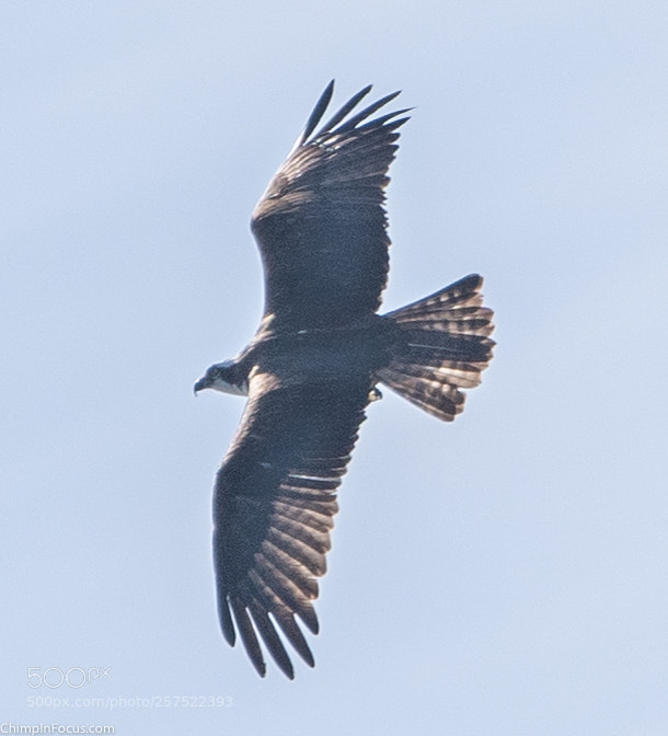 Nikon D500 sample photo. Hawk in flight-03 photography