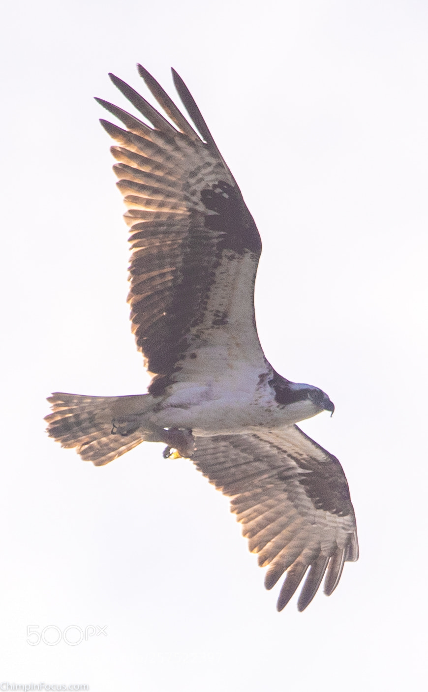 Nikon D500 sample photo. Hawk in flight-04 photography