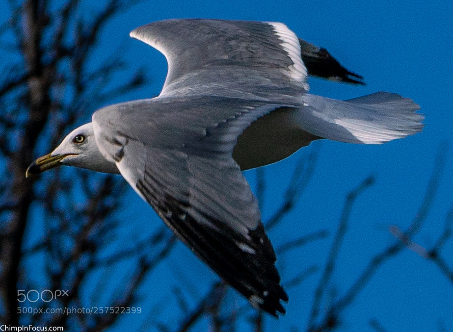 Sony a99 II sample photo. Gull in flight-11 photography
