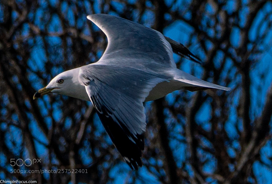 Sony a99 II sample photo. Gull in flight-12 photography